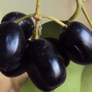 Java plum (জাম)