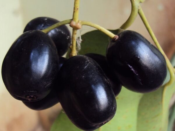 Java plum (জাম)