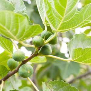 Figs (ডুমুর)
