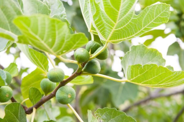 Figs (ডুমুর)