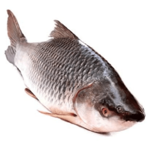 Katol fish (কাতোল মাছ)